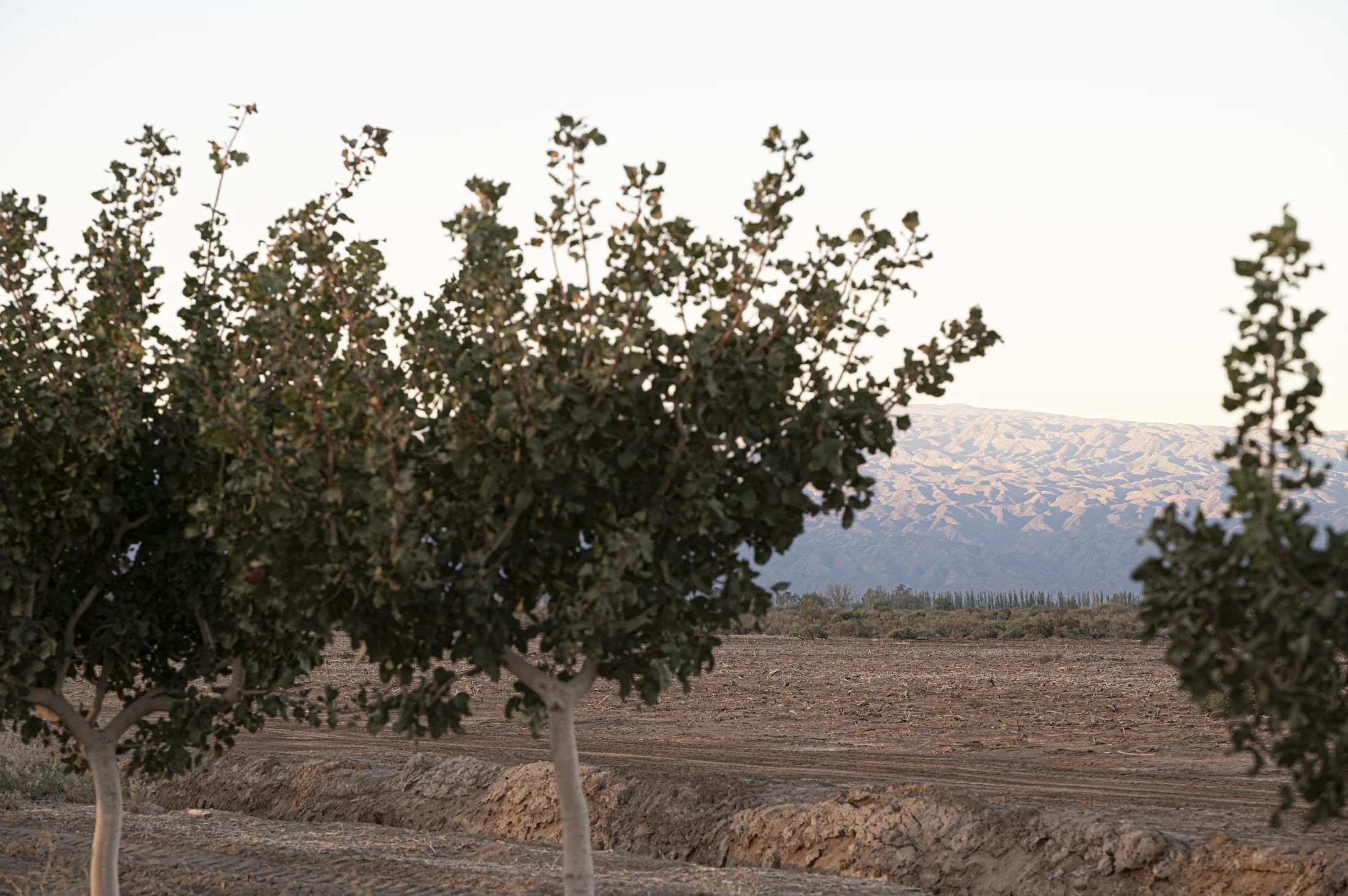 Plantación de pistacho al pie de la montaña