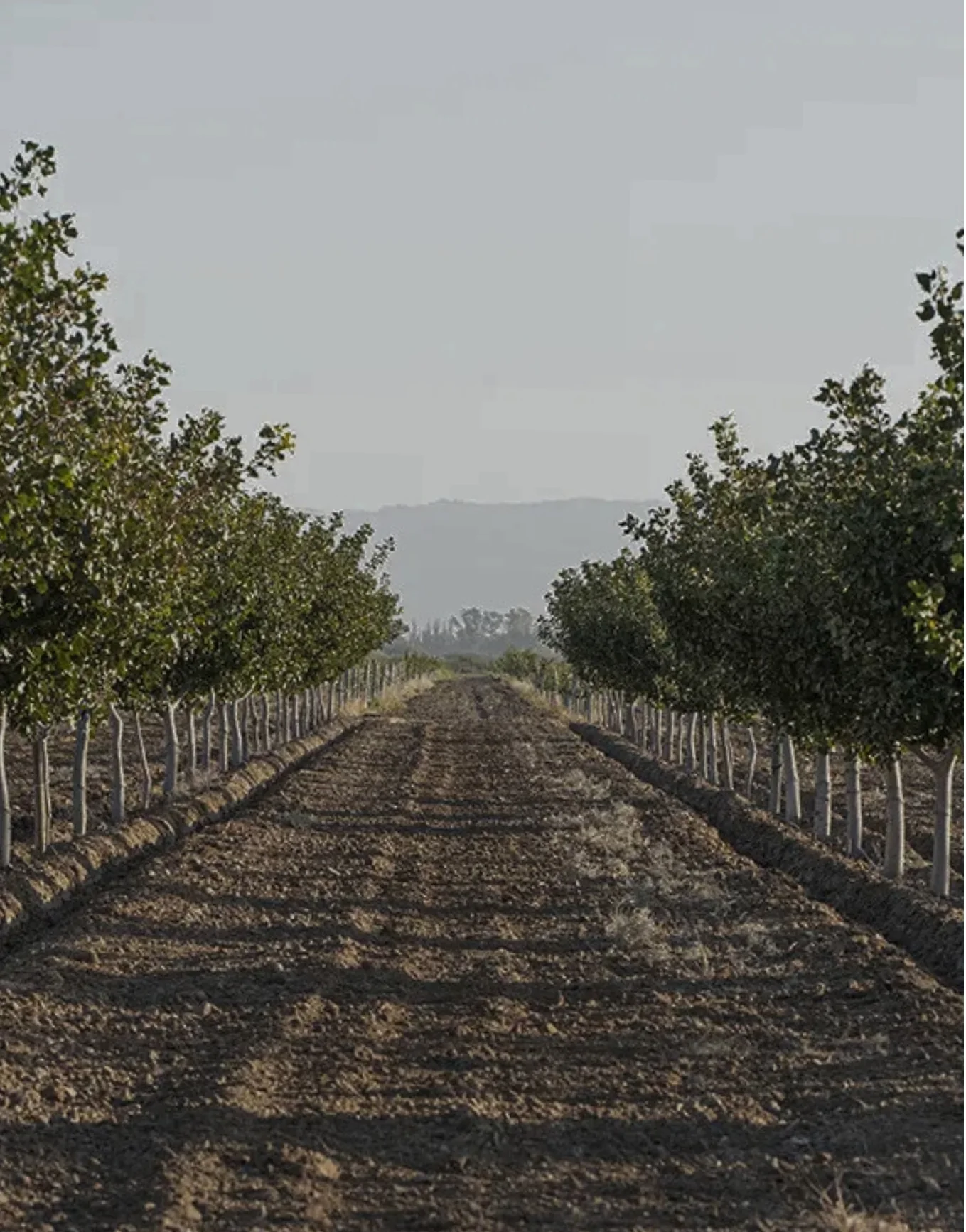 Plantación de pistacho en San Juan