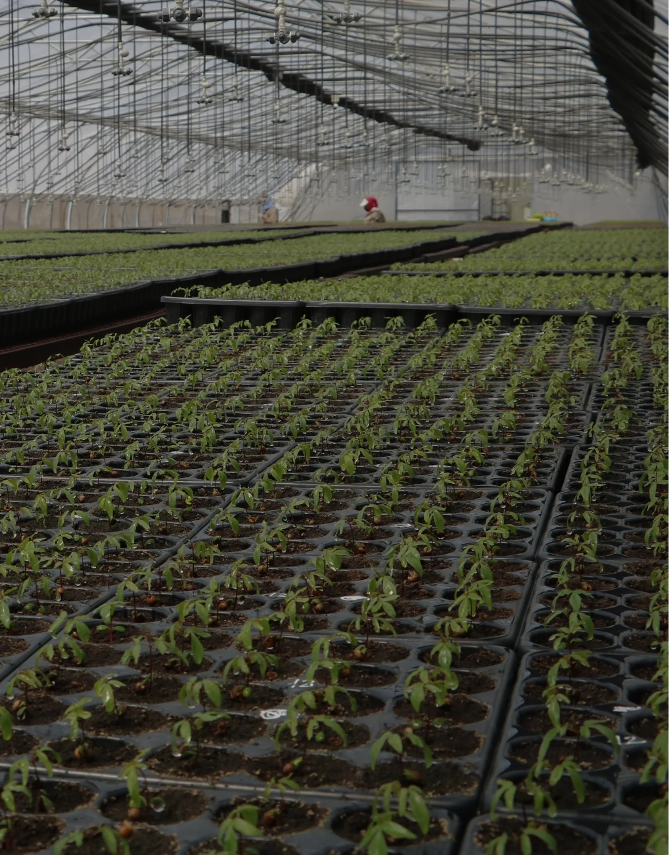 Plantines en el vivero