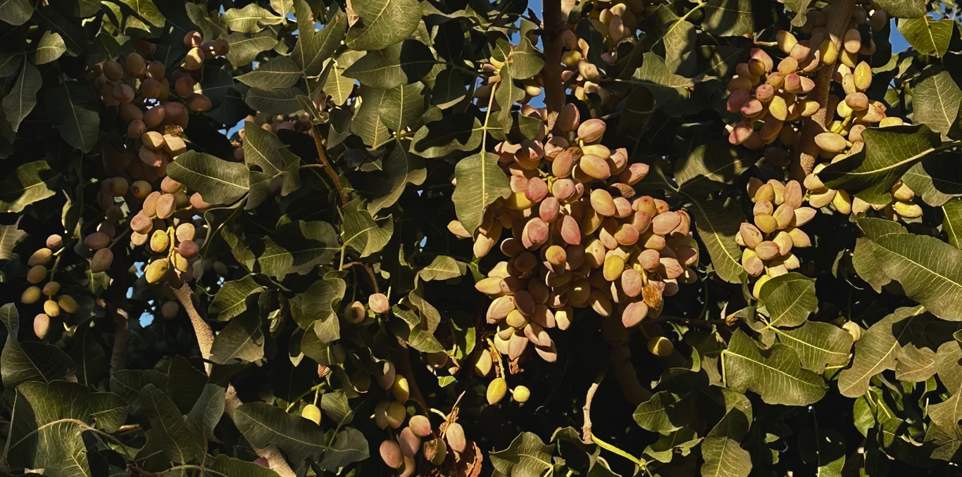 Racimos de pistacho en el árbol