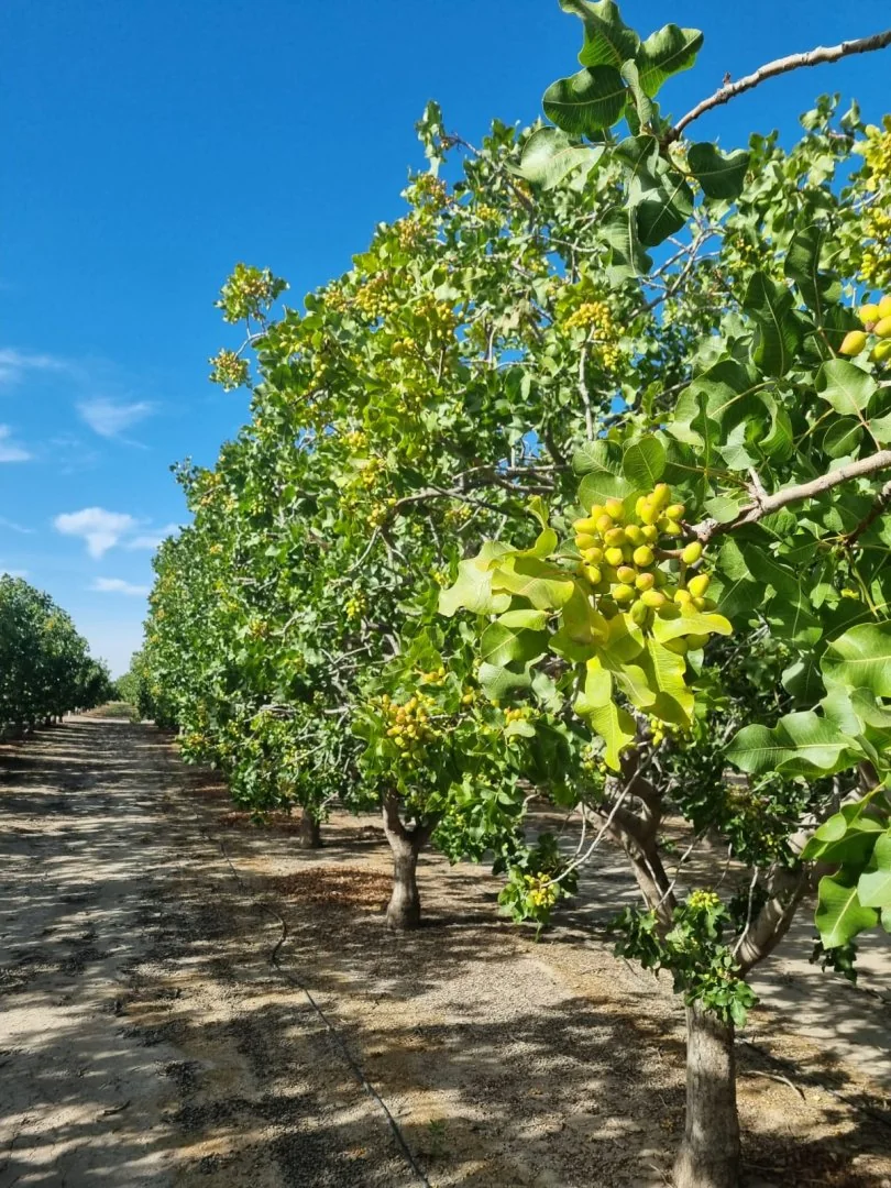Finca de pistacho